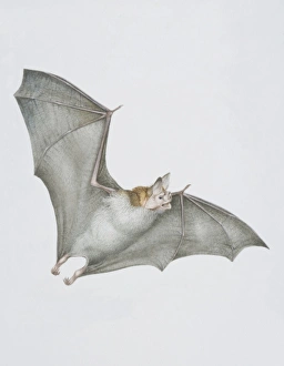 Collections/dorling kindersley prints/desmodus rotundus vampire bat flight Collections/dorling kindersley prints/desmodus rotundus vampire bat flight