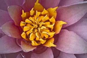 Detail, flower of a Water lily -Nymphaea sp.-, cultivar Detail, flower of a Water lily -Nymphaea sp.-, cultivar