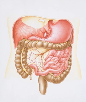 Diagram of the abdominal cavity in the human body with the liver removed Diagram of the abdominal cavity in the human body with the liver removed