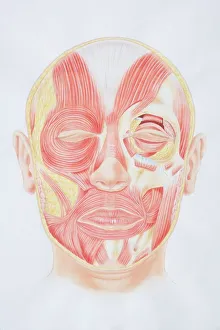 Collections/dorling kindersley prints/diagram facial muscles view Collections/dorling kindersley prints/diagram facial muscles view