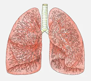 Diagram of human lungs showing blood supply Diagram of human lungs showing blood supply