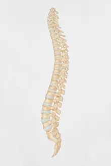 Collections/dorling kindersley prints/diagram human spine view Collections/dorling kindersley prints/diagram human spine view