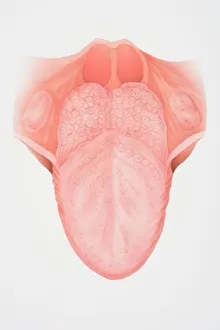 Diagram illustrating the anatomy of the tongue, front view Diagram illustrating the anatomy of the tongue, front view