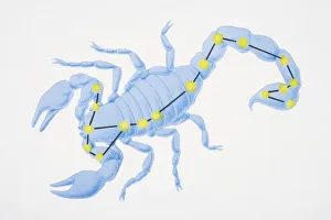 A diagram illustrating the constellation of Scorpius complete with image of a scorpion A diagram illustrating the constellation of Scorpius complete with image of a scorpion