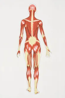 Diagram illustrating muscular structure of female body, rear view Diagram illustrating muscular structure of female body, rear view