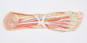 Diagram of the muscles and tendons in the human ankle and foot Diagram of the muscles and tendons in the human ankle and foot