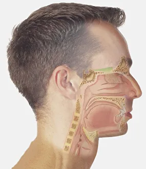 Diagram of nasal passages overlaid on a human head Diagram of nasal passages overlaid on a human head