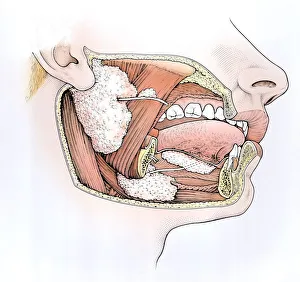 Diagram showing inside of mouth and salivary glands Diagram showing inside of mouth and salivary glands