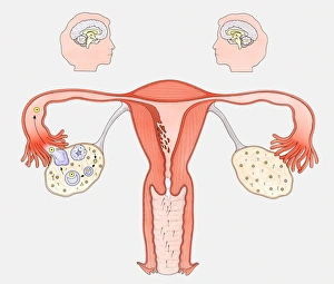 Diagram showing the interaction between female sexual organs and the brain, on one side Diagram showing the interaction between female sexual organs and the brain, on one side