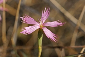 Dianthus namaensis, Goegap Nature Reserve, Namaqualand, South Africa, Africa Dianthus namaensis, Goegap Nature Reserve, Namaqualand, South Africa, Africa