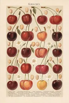 Chromolithograph Art Prints: Different types of cherries, chromolithograph, published in 1897
