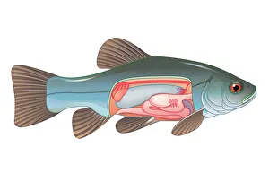 Digital cross section illustration of fish showing gas bladder which contributes to the ability to control buoyancy Digital cross section illustration of fish showing gas bladder which contributes to the ability to control buoyancy