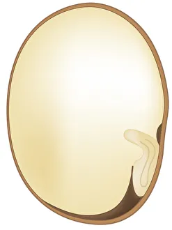Digital cross section illustration of germinating bean Digital cross section illustration of germinating bean