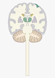 Digital cross section illustration of human brain Digital cross section illustration of human brain