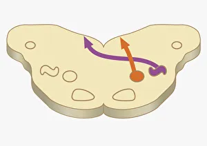 Digital cross section illustration of impulses from lower brain stem passing to inferior colliculus of midbrain Digital cross section illustration of impulses from lower brain stem passing to inferior colliculus of midbrain