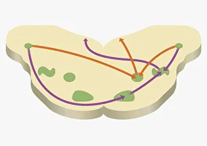 Digital cross section illustration of localization of source of sound in human brain Digital cross section illustration of localization of source of sound in human brain