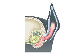 Digital cross section illustration of mammalian ear including pinna, ear drum, middle ear Digital cross section illustration of mammalian ear including pinna, ear drum, middle ear