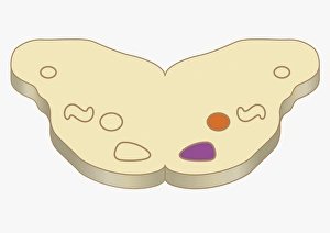 Digital cross section illustration of medial nucleus and lateral superior olive in human brain Digital cross section illustration of medial nucleus and lateral superior olive in human brain