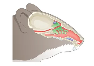 Digital cross section illustration of olfactory system of House Mouse (Mus musculus) Digital cross section illustration of olfactory system of House Mouse (Mus musculus)
