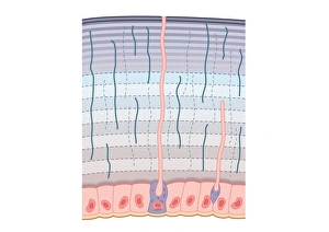 Digital cross section illustration of procuticle divided into hardended exocuticle with many compacted fibres Digital cross section illustration of procuticle divided into hardended exocuticle with many compacted fibres