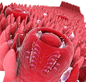 Digital cross section illustration of taste buds and filiform papilae on tongue Digital cross section illustration of taste buds and filiform papilae on tongue