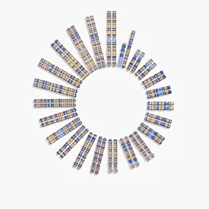 Digital illustration of 22 pairs of chromosomes plus one sex pair Digital illustration of 22 pairs of chromosomes plus one sex pair