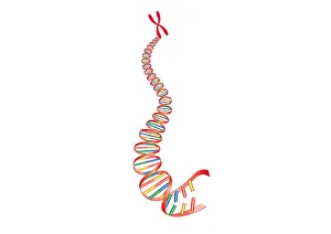 Digital illustration of animal DNA and chromosome Digital illustration of animal DNA and chromosome
