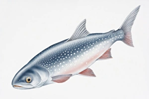 Digital illustration of Artic Char (Salvelinus alpinus) Digital illustration of Artic Char (Salvelinus alpinus)