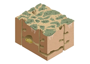 Digital illustration of Black-tailed Prairie Dog burrow system Digital illustration of Black-tailed Prairie Dog burrow system