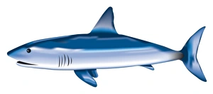 Digital illustration of Blue Shark (Prionace glauca) Digital illustration of Blue Shark (Prionace glauca)