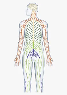 Digital illustration of brain connected to spinal nerves branching out from spinal cord Digital illustration of brain connected to spinal nerves branching out from spinal cord