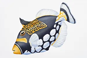 Digital illustration of Clown Triggerfish (Balistoides conspicillum) Digital illustration of Clown Triggerfish (Balistoides conspicillum)