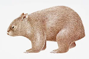 Digital illustration of Common Wombat (Vombatus ursinus) Digital illustration of Common Wombat (Vombatus ursinus)