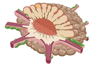 Digital illustration of contracted chromatophore showing densely packed pigment Digital illustration of contracted chromatophore showing densely packed pigment