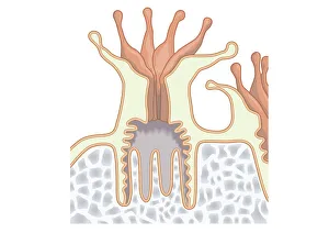 Digital illustration of coral polyp showing nutrients diffused through gastrodermis into tissue Digital illustration of coral polyp showing nutrients diffused through gastrodermis into tissue