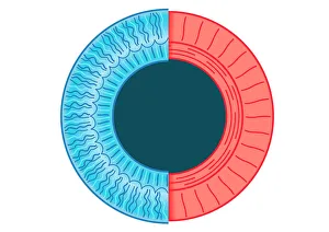 Digital illustration of dilated pupil of human eye with contraction of outer radial muscle fibres Digital illustration of dilated pupil of human eye with contraction of outer radial muscle fibres