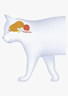 Digital illustration of domestic cat showing cerebellum highlighted in orange Digital illustration of domestic cat showing cerebellum highlighted in orange