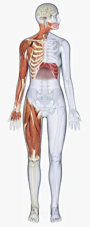 Digital illustration of female anatomy showing muscles of neck, arm, chest, diaphragm and upper leg Digital illustration of female anatomy showing muscles of neck, arm, chest, diaphragm and upper leg