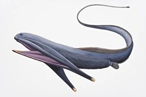 Digital illustration of Gulper Eel or Pelican Eel (Eurypharynx pelecanoides) Digital illustration of Gulper Eel or Pelican Eel (Eurypharynx pelecanoides)