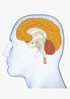 Digital illustration head in profile with cerebrum and cortex highlighted Digital illustration head in profile with cerebrum and cortex highlighted