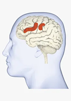 Digital illustration of head in profile showing areas of mirror neuron in brain highlighted in orange Digital illustration of head in profile showing areas of mirror neuron in brain highlighted in orange