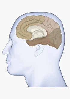 Digital illustration of head in profile showing medial view of cortex in human brain Digital illustration of head in profile showing medial view of cortex in human brain
