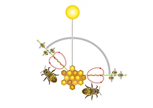 Digital illustration of Honeybee waggle dance where angle from sun indicates direction Digital illustration of Honeybee waggle dance where angle from sun indicates direction