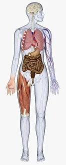 Digital illustration of human body showing brain, heart, lungs, blood vessels, stomach, intestine and muscles Digital illustration of human body showing brain, heart, lungs, blood vessels, stomach, intestine and muscles