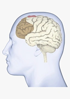 Digital illustration of human head in profile showing brain with frontal cortex highlighted in brown Digital illustration of human head in profile showing brain with frontal cortex highlighted in brown