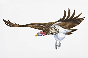 Digital illustration of Lappet-Faced (Torgos tracheliotos Digital illustration of Lappet-Faced (Torgos tracheliotos