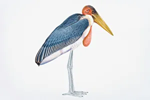 Digital illustration of Marabou Stork (Leptoptilos crumeniferus) Digital illustration of Marabou Stork (Leptoptilos crumeniferus)