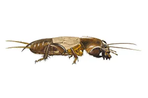 Digital illustration of Mole Cricket (Gryllotalpa gryllotalpa) Digital illustration of Mole Cricket (Gryllotalpa gryllotalpa)