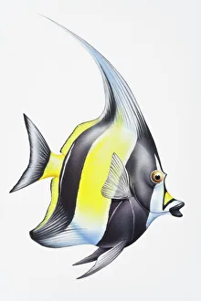 Digital illustration of Moorish Idol (Zanclus cornutus) Digital illustration of Moorish Idol (Zanclus cornutus)