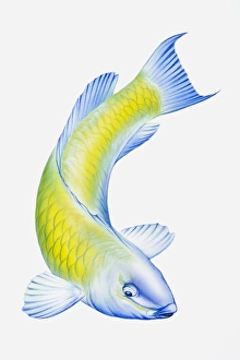 Digital illustration of Parrotfish (Scarus), tropical reef fish Digital illustration of Parrotfish (Scarus), tropical reef fish